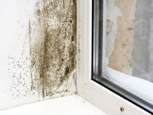 How to get rid of mold without using toxic cleaning products