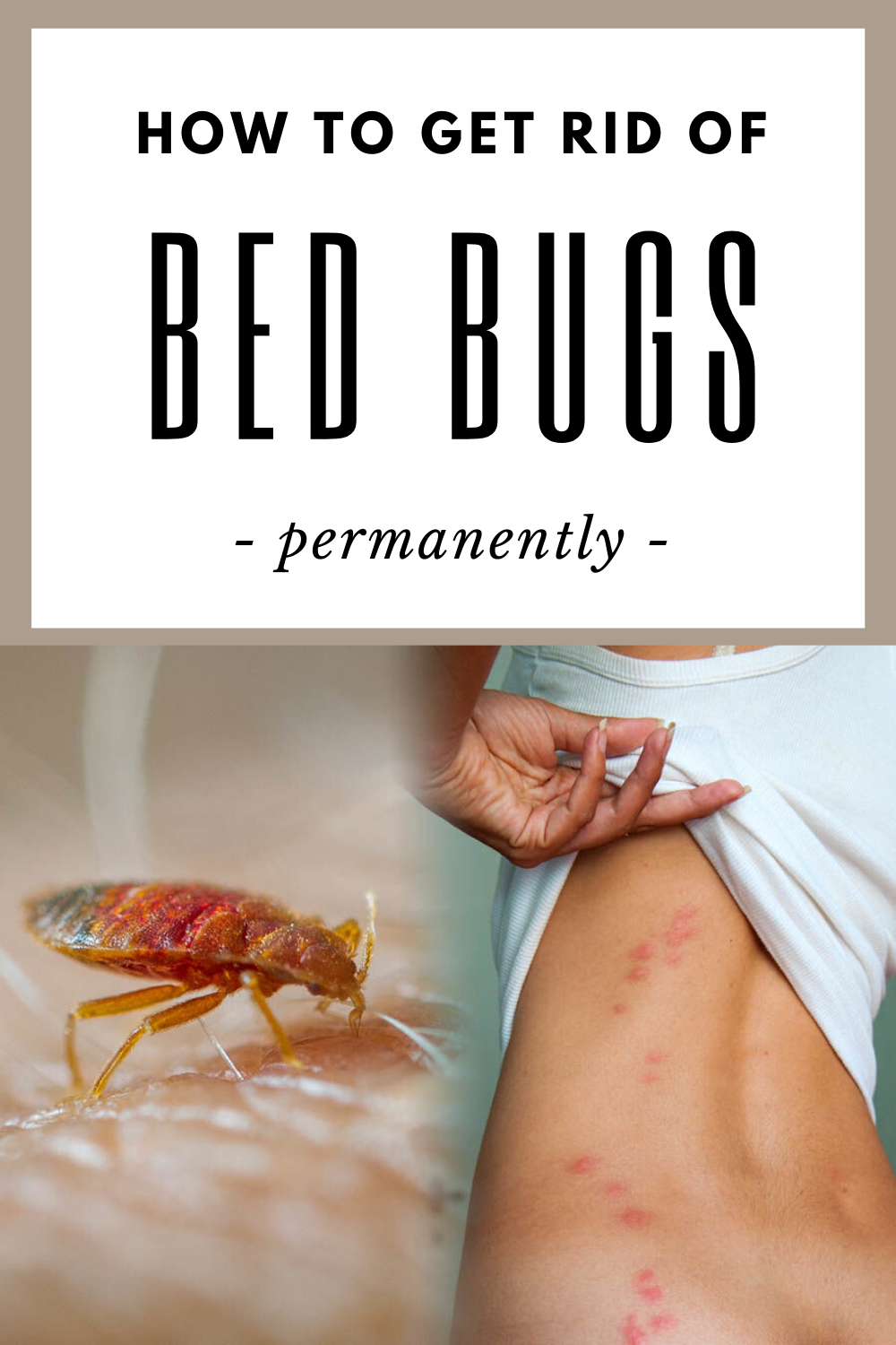 hiw to get rid of bed bugs
