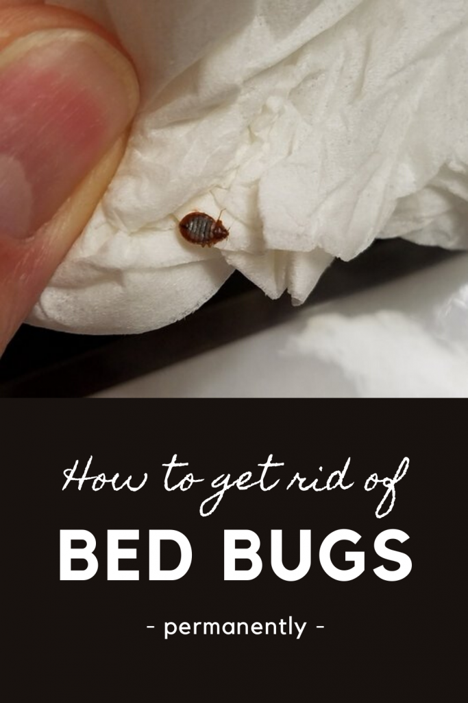 How To Get Rid Of Bed Bugs Permanently CleaningInstructor Com   How To Get Rid Of Bed Bugs Permanently 2 1 683x1024 