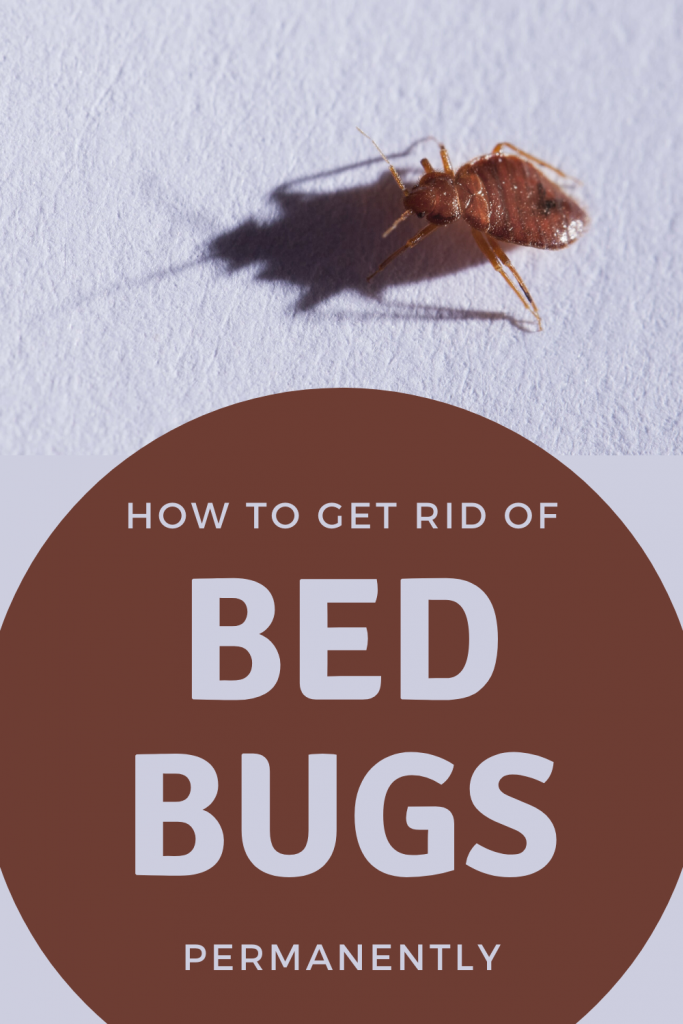 How To Get Rid Of Bed Bugs Permanently - CleaningInstructor.com