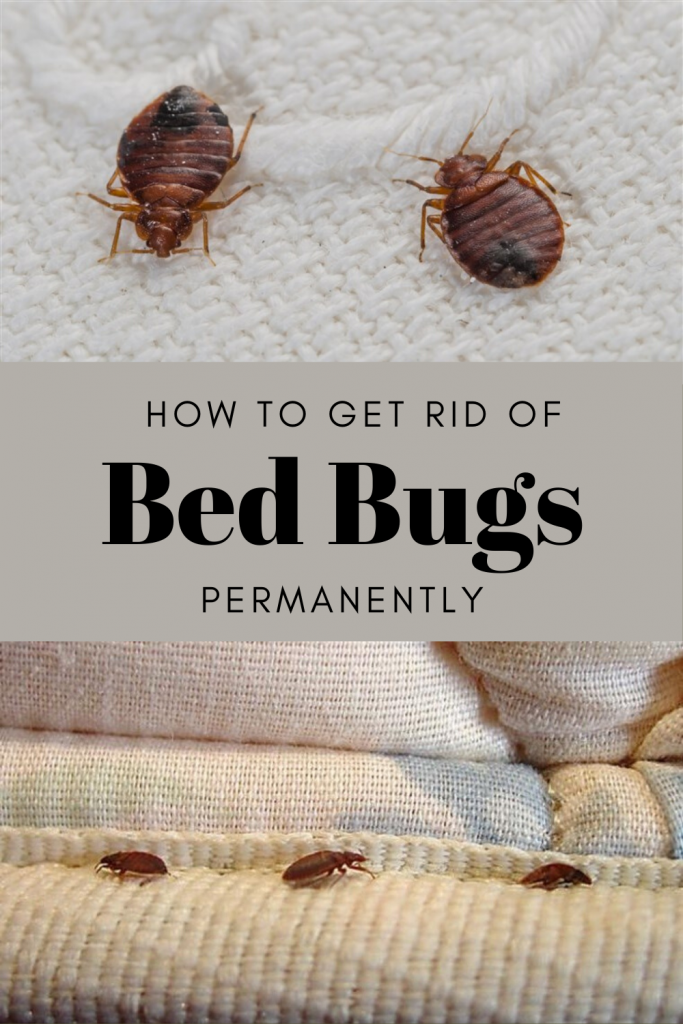 How To Remove Bed Bugs Instantly At Arthur McMurray Blog