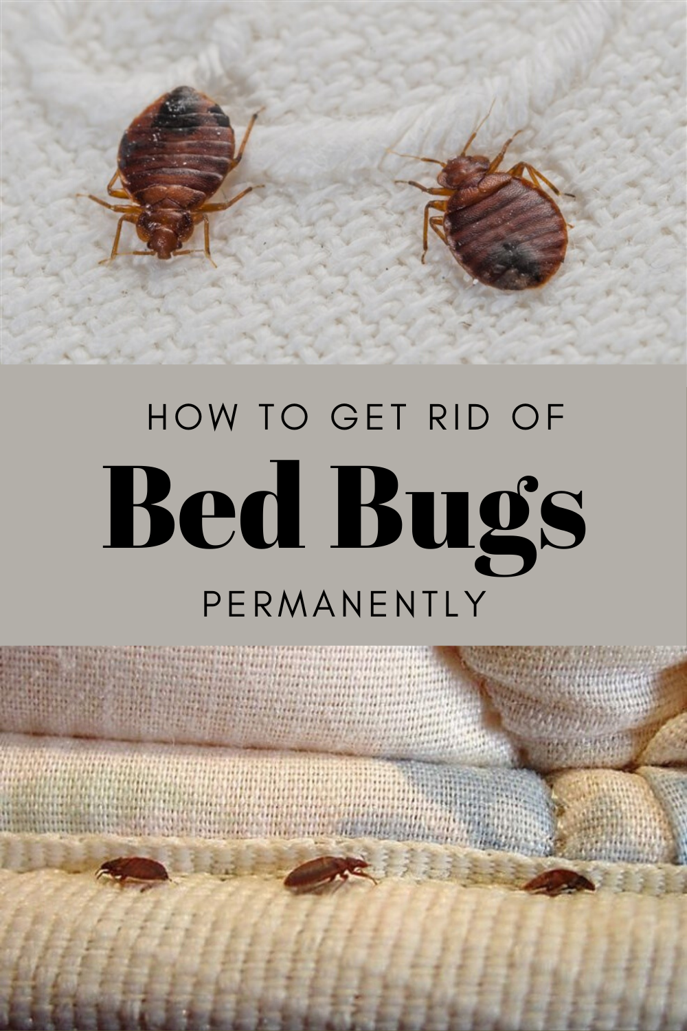 How To Get Rid Of Bed Bugs Permanently ...