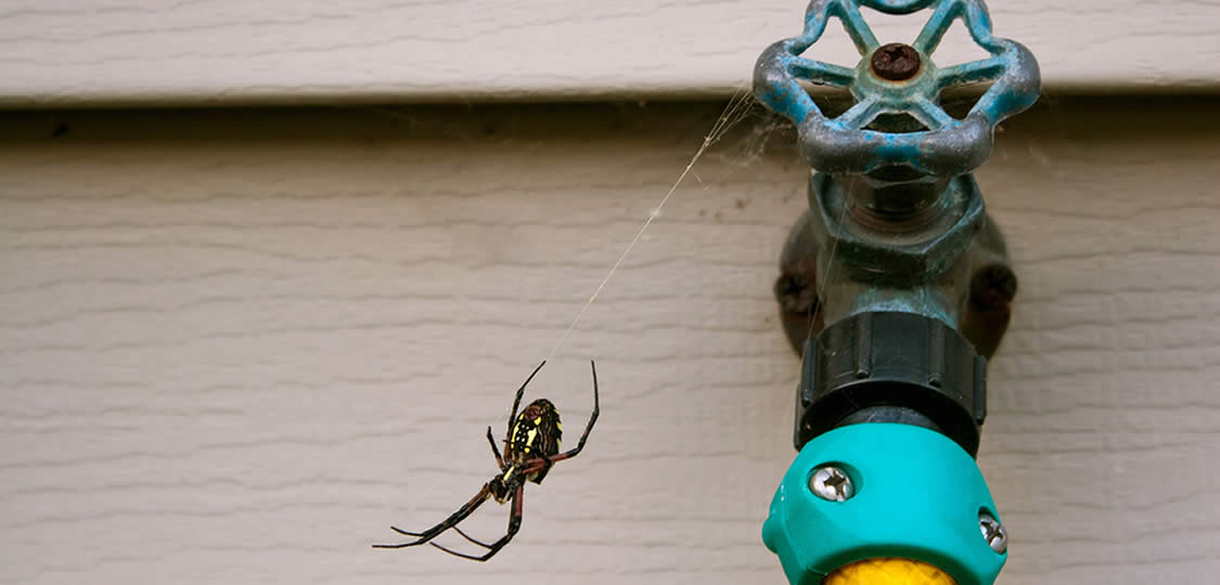 Homemade Hacks To Get Rid Of Spiders Once And For All