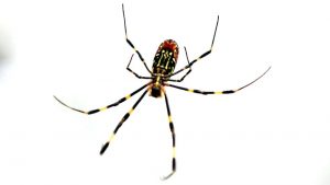 How To Keep Spiders Away With Natural Remedies Only