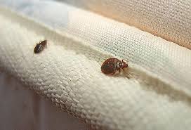 5 Small And Non-Toxic Steps To Get Rid Of A Bed Bug Invasion