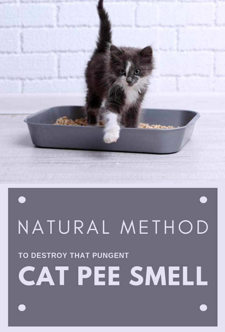 Natural Method To Destroy That Pungent Cat Pee Smell