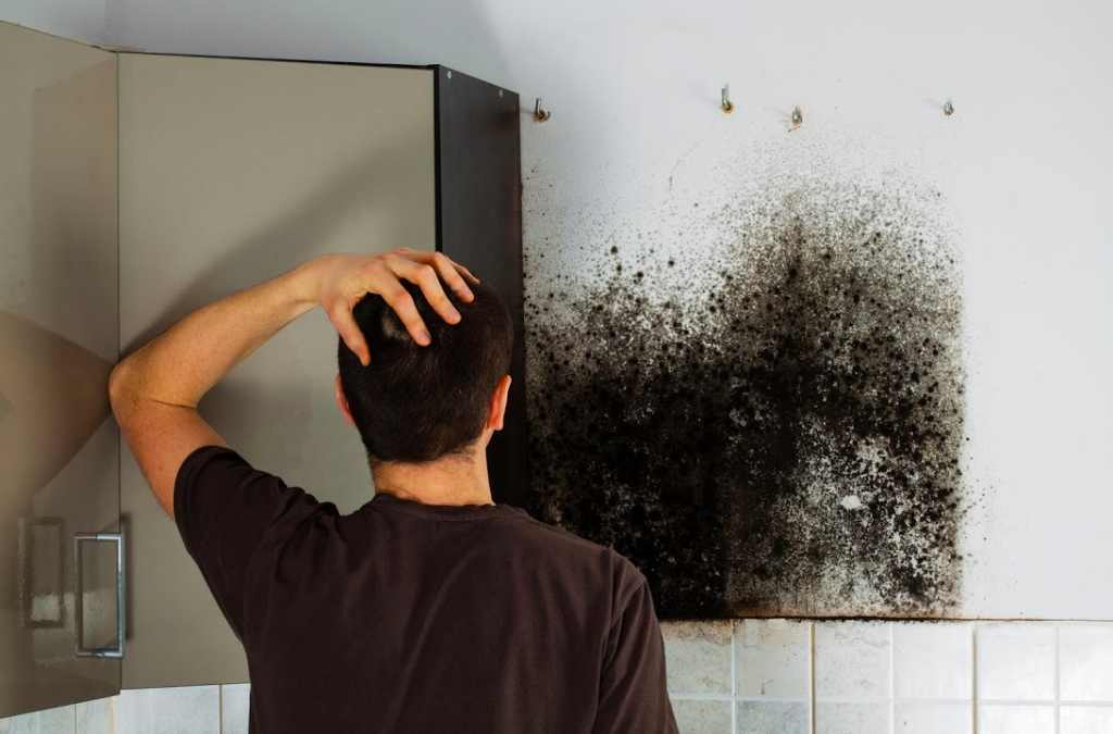 Mold Myths Is Vinegar And Bleach Good To Kill Black Mold On Dry Walls Cleaninginstructor Com