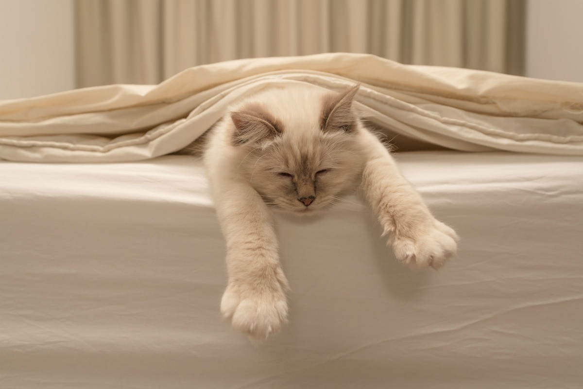 Easy Way To Remove Cat Vomit Stains From Silk Bed Sheets